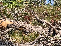 CHIPMUNK; Maple Heather Trail, WA